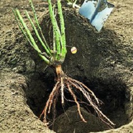 دلایل و فواید پیچیده بودن ریشه بعضی از گیاهان