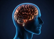 نحوه اثرگذاری بدن بر مغز هنگام ترس