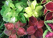 تعداد گیاهان، زمان به وجود آمدن و تنوع آنها