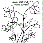 بادام زمینی چگونه گیاهی است؟