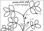 بادام زمینی چگونه گیاهی است؟