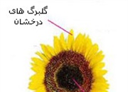 آفتابگردان چگونه گیاهی است؟