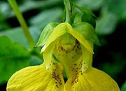 گلی که خواهر و برادرهایش را می شناسد