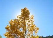 گیاهان چگونه از خودشان دفاع می کنند؟