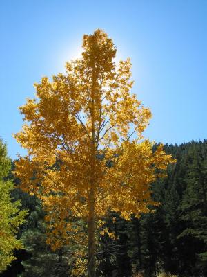 گیاهان چگونه از خودشان دفاع می کنند؟