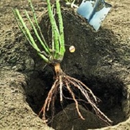 دلایل و فواید پیچیده بودن ریشه بعضی از گیاهان