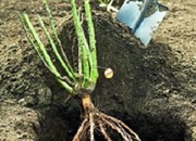 دلایل و فواید پیچیده بودن ریشه بعضی از گیاهان