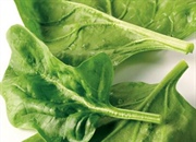 چگونه گیاهان دماهای منجمد كننده را تحمل می کنند؟