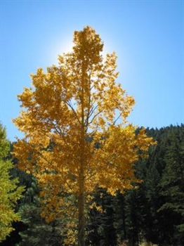 مطلب مرتبط: سندرم اجتناب از سایه 