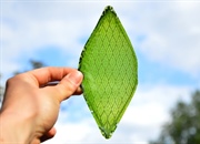آیا تولید برگ مصنوعی ممکن است؟