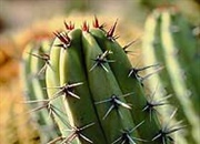 تغییر اکوسیستم های زمین و سرنوشت موجودات زنده آنها