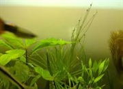 درباره فتوسنتز