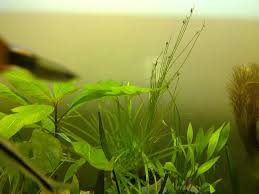 مطلب مرتبط: درباره فتوسنتز 