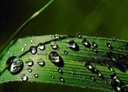 آیا می توان خشکسالی را پیش بینی کرد؟