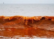 جزرومد سرخ چیست؟