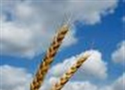 خواباندن مواد غذایی در نفت!