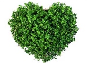 تهیه غذا از گیاهان غیرغذایی