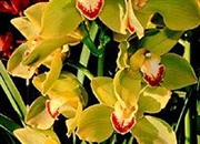 قسمت های گیاهان گلدار