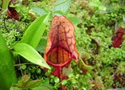 10 حقیقت جالب درباره گیاهان