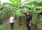 واقعیاتی خواندنی درباره گیاه و میوه موز