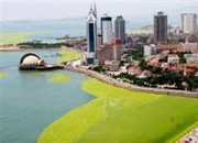 جلبک سبز- آبی چیست؟