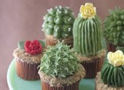 واقعیت هایی خواندنی درباره گیاه کاکتوس