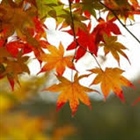 چرا برگ ها در پاییز رنگ های مختلف پیدا می کنند؟