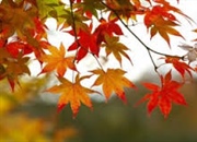 چرا برگ ها در پاییز رنگ های مختلف پیدا می کنند؟