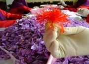 واقعیت هایی خواندنی درباره گیاه زعفران