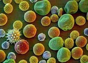 فیتوپلانکتون چیست؟