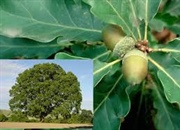 واقعیت هایی درباره درخت بلوط