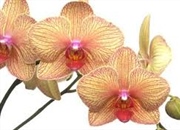 واقعیت های خواندنی درباره گیاه و گل ارکیده