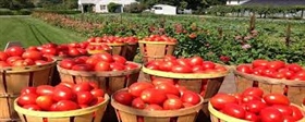 ویژگی های گیاه گوجه فرنگی