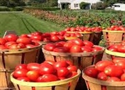 ویژگی های گیاه گوجه فرنگی