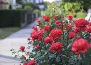 گیاهان گلدار چه ویژگی هایی دارند