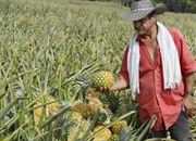 واقعیت های خواندنی درباره میوه و گیاه آناناس