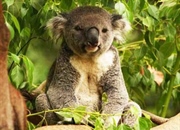 حقایق خواندنی درباره درخت اکالیپتوس