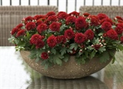 واقعیت های خواندنی درباره گل داوودی