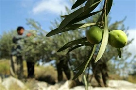 واقعیت های خواندنی درباره درخت و میوه زیتون