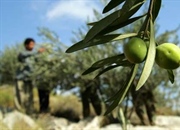 واقعیت های خواندنی درباره درخت و میوه زیتون