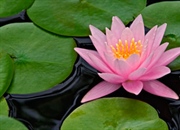 واقعیت های خواندنی درباره گیاه و گل نیلوفر آبی