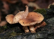 بزرگ ترین موجود زنده روی زمین که از چشم ها پنهان مانده است (با تصویر)