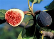 واقعیت های خواندنی درباره درخت و میوه انجیر