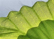 مهندسی گیاهان چیست؟