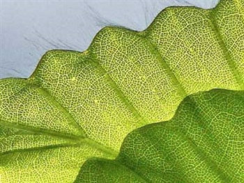 مطلب مرتبط: مهندسی گیاهان چیست؟ 