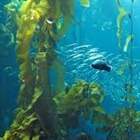 گیاهان چگونه در اقیانوس ها زنده می مانند؟