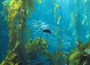 گیاهان چگونه در اقیانوس ها زنده می مانند؟