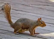 شهر و جانوران ساکن آن