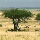 ساوانا (savanna علفزار گرمسیری) چیست؟