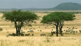 ساوانا (savanna علفزار گرمسیری) چیست؟